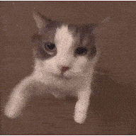 Tarte au développeur backend